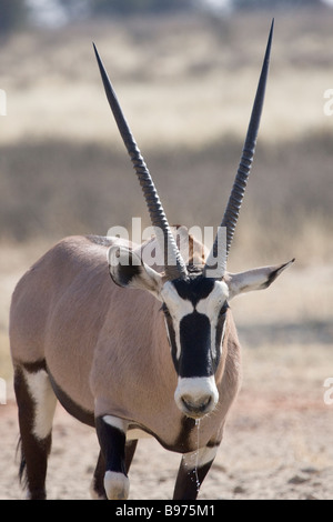 Ein Gemsbock steht in der Kalahari-Regeon der nördlichen Kapprovinz Südafrikas Stockfoto