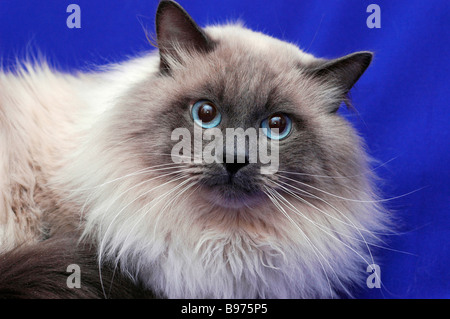 Neva Masquerade Katze (AKA Colorpoint sibirische Waldkatze). Stockfoto