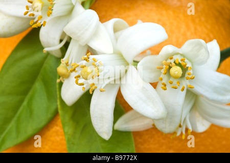 Orange Blüten gegen Reife Frucht. Stockfoto