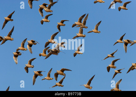 Burchells Sandgrouse Pterocles Burchelli im Flug Südafrika Kgalagadi Transfrontier Park Stockfoto