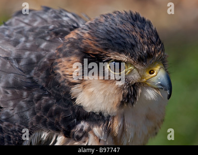 Peregrine x Lanner Falcon Kreuz Stockfoto