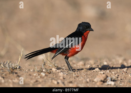 Crimson breasted Würger Lanarius Atrococcineus Kgalagadi Transfrontier Park Northern Cape in Südafrika Stockfoto