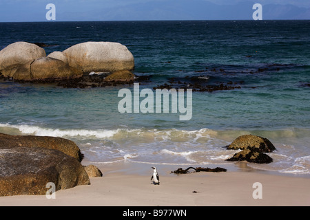 Afrikanische Pinguin Spheniscus Demersus Table Mountain National Park-Cape Town-Südafrika Stockfoto