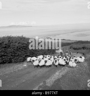 1950s, historisch, ein Landwirt und zwei Jungen führen eine Herde schwarzköpfiger Schafe auf einer ruhigen Landstraße an der Küste von Antrim, Nordirland, Großbritannien. Stockfoto