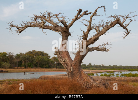 Westafrika-Senegal-Casamance Oussouye Baobab-Baum bei bolong Stockfoto