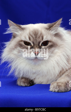 Neva Masquerade Katze (AKA Colorpoint sibirische Waldkatze). Stockfoto