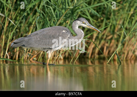 Graureiher Stockfoto