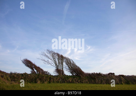 Wind fegte Baum Hecke, blauen Himmel in Pembrokeshire West Wales UK. Horizontale 90350 trees Stockfoto