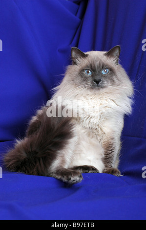 Neva Masquerade Katze (AKA Colorpoint sibirische Waldkatze). Stockfoto