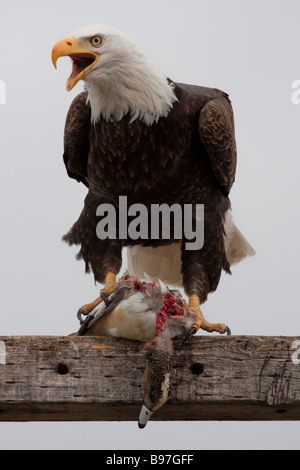 Weißkopf-Seeadler Essen eine Ente (Haliaeetus Leucocephalus), Tule Lake National Wildlife Refuge, Kalifornien, USA Stockfoto