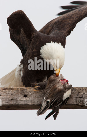 Weißkopf-Seeadler Essen eine Ente (Haliaeetus Leucocephalus), Tule Lake National Wildlife Refuge, Kalifornien, USA Stockfoto