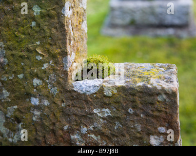 Moose und Flechten wachsen auf ein altes steinernes Kreuz auf dem Friedhof. Stockfoto