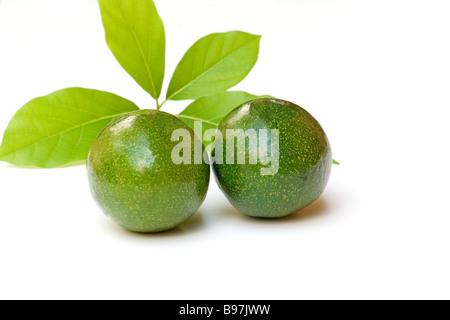 Zwei frische avocados Stockfoto
