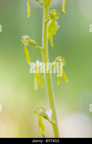 Blume des europäischen gemeinsamen Nestwurzen Listera ovata Stockfoto