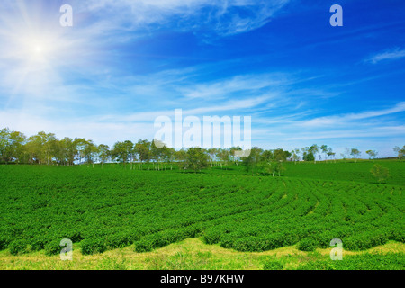 Tee-Plantage auf zentrale Hochland in Vietnam Stockfoto