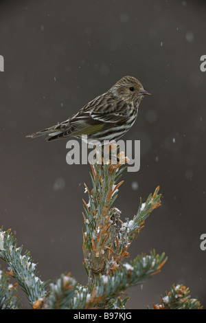 Pine Zeisig (Zuchtjahr Pinus) thront New York - USA - vor allem in offenen Nadelwald gefunden Stockfoto