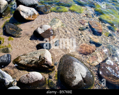 Algen im Meer nahe der Küste. Stockfoto