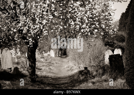 Blick auf Southampton alten Friedhof befindet sich in der gemeinsamen in Southampton, Hampshire, England Stockfoto