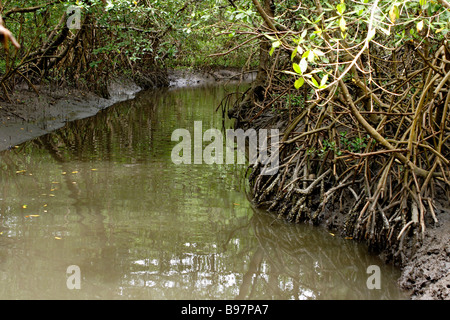 Mangroven Landschaft Canavieiras Bahia Brasilien Südamerika Stockfoto