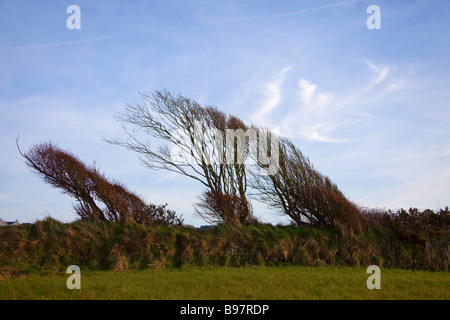 Wind fegte Baum Hecke, blauen Himmel in Pembrokeshire West Wales UK. Horizontale 90351 trees Stockfoto