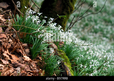 Snowdrop Senke nahe Wheddon Cross in Somerset ist im Besitz von Badgworthy Land Company und ist ein ökologisch sensiblen Bereich Stockfoto