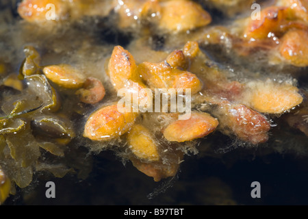 Blase Wrack Fucus Vesiculosus Behälter Popweed Stockfoto