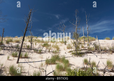 Lacka Gora Dünen bewegen, vordere umstoßen Wald von Bäumen Slowinski Nationalpark Leba Polen Stockfoto