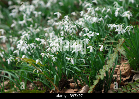 Snowdrop Senke nahe Wheddon Cross in Somerset ist im Besitz von Badgworthy Land Company und ist ein ökologisch sensiblen Bereich Stockfoto