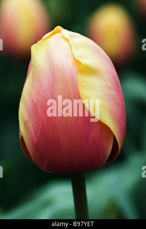 Darwin Hybrid Tulipa Ad Rem Schönheit fotografiert im Garten der Keukenhof in Lisse der Niederlande Stockfoto