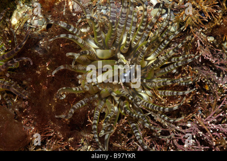 Wartlet oder Juwel Anemone Bunodactis verzweigt in ein Rockpool UK Stockfoto