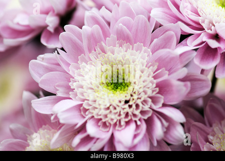 Chrysantheme Mona Lisa fotografiert im Garten der Keukenhof in Lisse der Niederlande Stockfoto