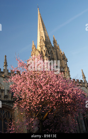 Rosa Blüte [Mandelbaum] gegen blauen Himmel im Frühjahr, "St. Mary" Kirchturm, Oxford, England, UK Stockfoto