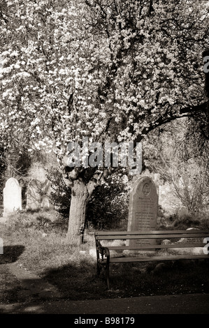 Blick auf Southampton alten Friedhof befindet sich in der gemeinsamen in Southampton, Hampshire, England Stockfoto