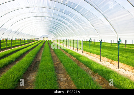 Reihen von Schnittlauch im Gewächshaus wachsen. Stockfoto