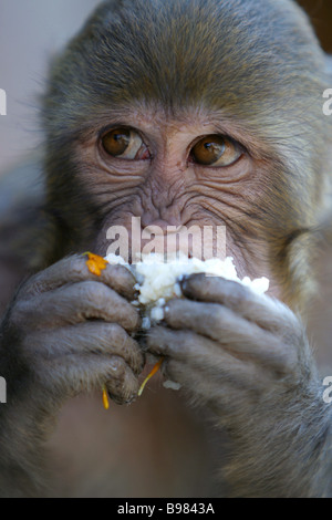 Eine Affe isst Reis im Pashupatinath Tempel am Ufer des heiligen Flusses Bagmati, in Kathmandu, Nepal. Stockfoto