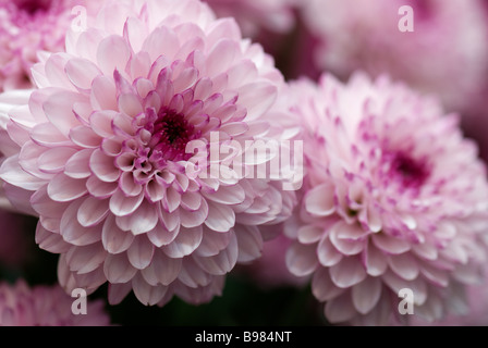Chrysantheme "Lolipop" fotografierte Gärten der Keukenhof in Lisse der Niederlande. Stockfoto
