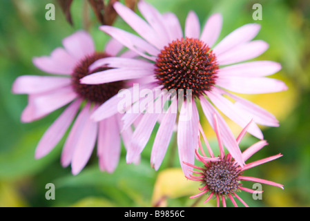 Sonnenhut (Echinacea) Stockfoto