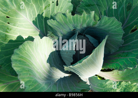 Kohl, extreme Nahaufnahme Stockfoto