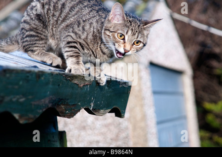 Ein 6 Monate altes Tabby Katze stecken auf dem Dach ein Gartenhaus in Cornwall, Großbritannien Stockfoto