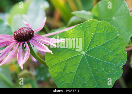 Sonnenhut (Echinacea) Stockfoto