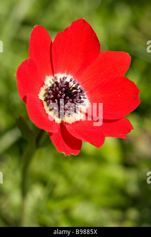 England, Großbritannien. Nahaufnahme einer einzigen roten Anemon-Wildblume (Anemone nemorosa) im Frühling. Stockfoto