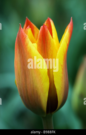 Tulipa Greigii Cape Cod fotografiert im Keukenhof Gärten in Lisse, Niederlande Stockfoto