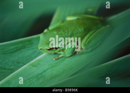 Mittelmeer-Laubfrosch (Hyla Meridionalis) Stockfoto