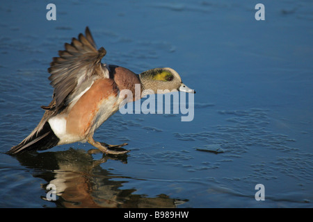 Amerikanische Pfeifente Drake Landung auf gefrorenen Lagune Victoria British Columbia Kanada Stockfoto