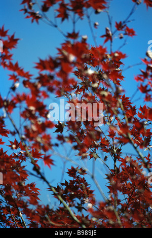 Rotes Laub der japanischen Ahorn gegen blauen Himmel Stockfoto