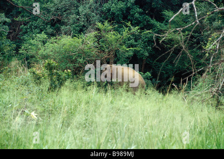 Sri Lanka Elefant in Waldwiese Weiden Stockfoto