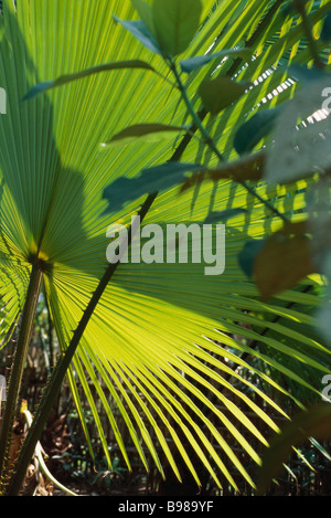 Fächerpalme Blatt Stockfoto