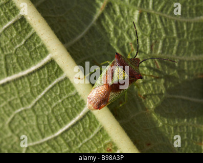 Weißdorn Schildwanze, Acanthosoma haemorrhoidale, Stink Wanze, auf Blatt in Dorset, Großbritannien im Oktober Stockfoto