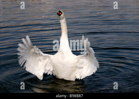 Ein Schwan, hob seine Flügel ausbreitet Stockfoto