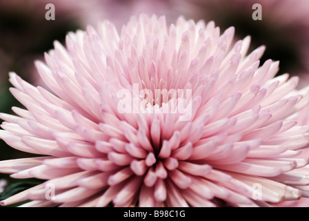 Chrysantheme fotografierte Gärten der Keukenhof in Lisse der Niederlande. Stockfoto